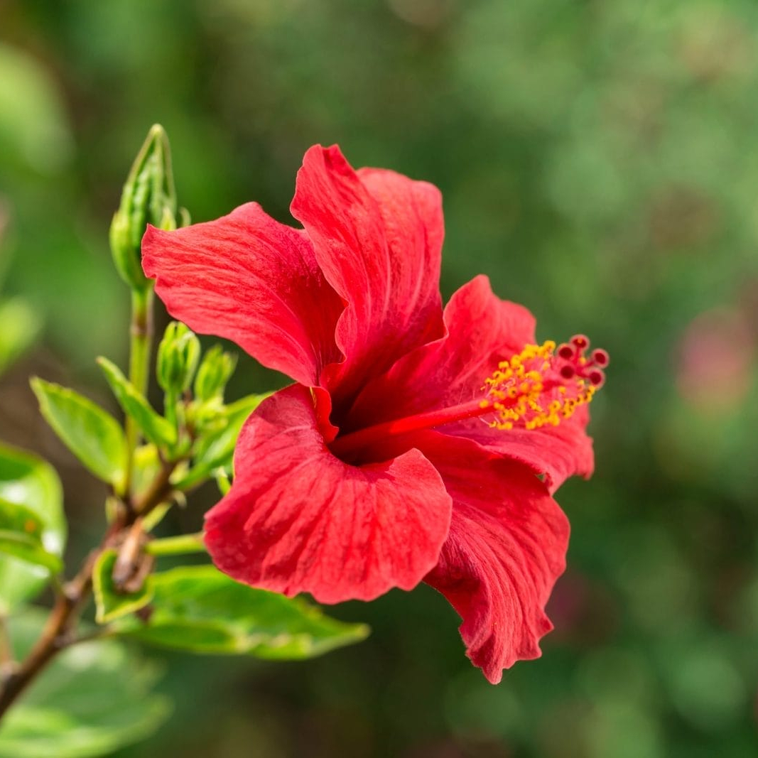 hibiscus